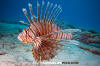 Common Lionfish