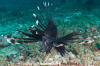 Common Lionfish