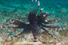 Common Lionfish Juvenile