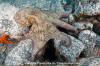 Common Octopus