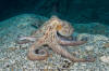 Common Octopus