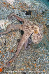 Common Octopus