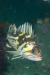 Copper Rockfish