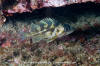 Copper Rockfish Juvenile