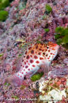 Coral Hawkfish