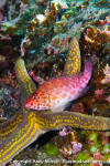 Coral Hawkfish