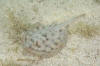 Cortez Round Stingray photograph