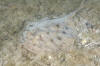 Cortez Round Stingray picture