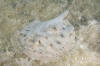 Cortez Round Stingray image