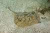 Cortez Round Stingray picture