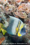 Cortez Angelfish