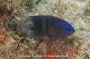 Cortez Damselfish