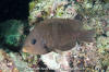 Cortez Damselfish