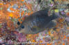 Cortez Damselfish