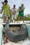 Transporting a dead tiger shark
