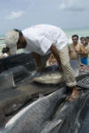 Transporting a dead tiger shark