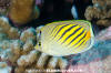 Dotanddash Butterflyfish