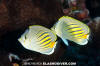 Dotanddash Butterflyfish