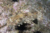 Dwarf Ornate Wobbegong image