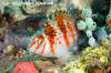 Dwarf Hawkfish Cirrhitichthys falco