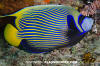 Emperor Angelfish