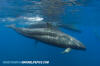 False Killer Whale