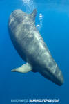 False Killer Whale