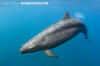 False Killer Whale