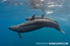 False Killer Whale