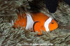 False Clown Anemonefish