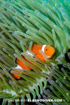 False Clown Anemonefish