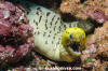 Fimbriated Moray