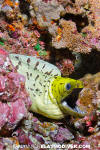 Fimbriated Moray