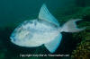 Finescale Triggerfish