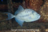 Finescale Triggerfish