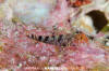 Flag Triplefin Blenny