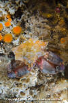 Foliate Kelp Crab