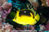 Fourspot Butterflyfish