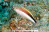 Freckled Hawkfish