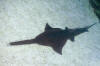 freshwater sawfish