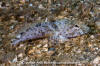 Fringed Sculpin