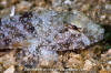 Fringed Sculpin