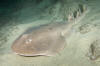 Giant Electric Ray image