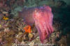 Giant Cuttlefish