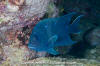 Giant Damselfish