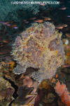 Giant Frogfish