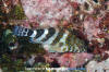 Giant Hawkfish Juvenile