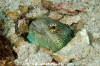 Giant Jawfish