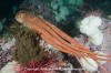 Giant Pacific Octopus