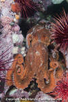 Giant Pacific Octopus